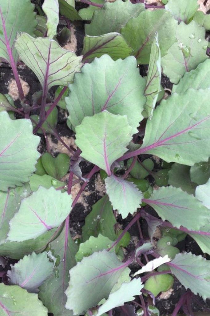 Enseleits Rotkohl, Rotkohl Pflanzen im 10er Set Produktbild 