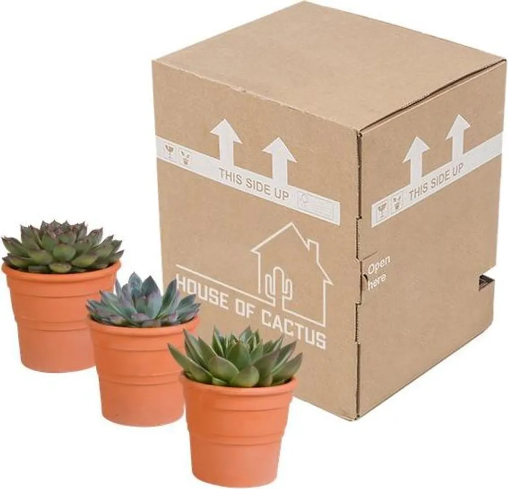 Succulente Inusable : Pack de 3 Echeveria Steinrose pour Main Grise