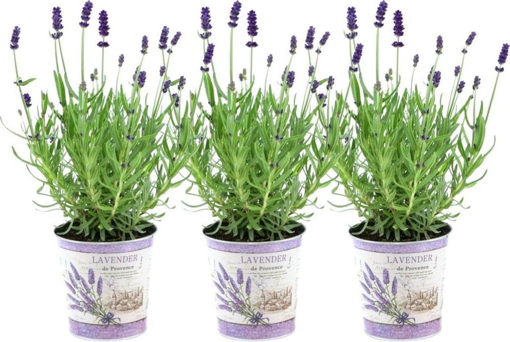 Echter Lavendel Lavandula angustifolia Felice Duftender & winterharter Lavendel