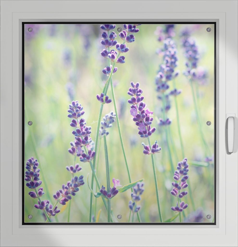 Wallario Lichtschutzbild, Dekorativer Sichtschutz Sonnenschutz 96 x 100 cm mit Motiv: Lila Blumenfreude - Violette Pflanzen auf der Wiese - Verdunk...