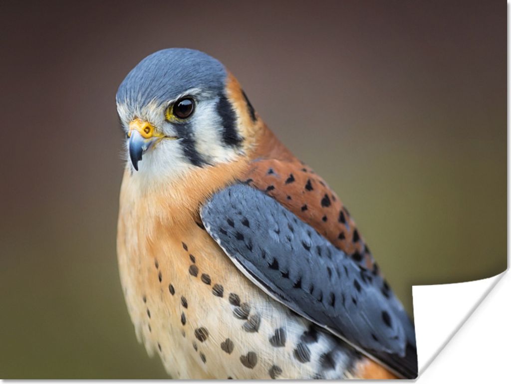 MuchoWow Poster Vogel - Makro - Blau 160x120 cm - Foto Plakat