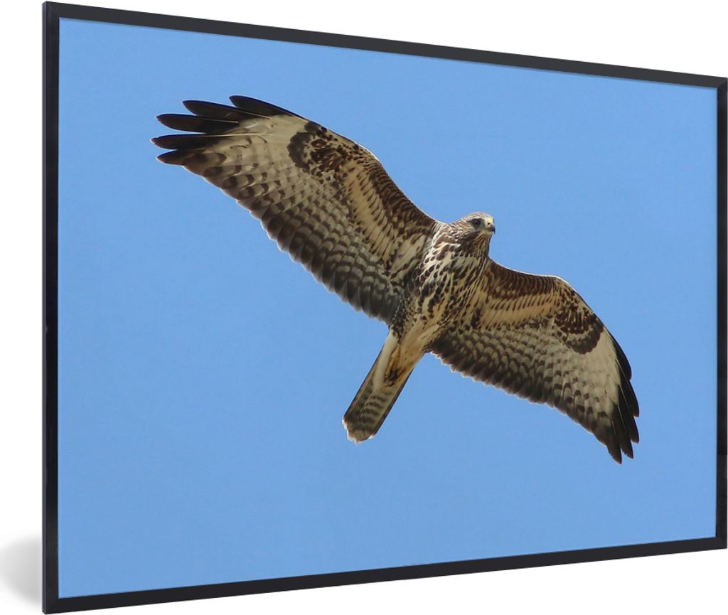 MuchoWow MuchoWow Gerahmtes Poster Der Mäusebussard streckt sich im Flug maximal aus 60x40 cm - Poster mit zchwarzem Bilderrahmen - Printing -...