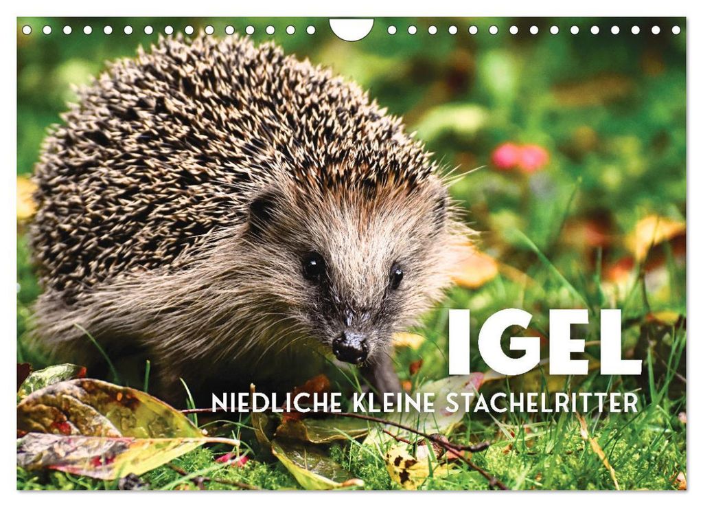 Igel - Niedliche kleine Stachelritter (Wandkalender 2027 DIN A4 quer), CALVENDO Monatskalender