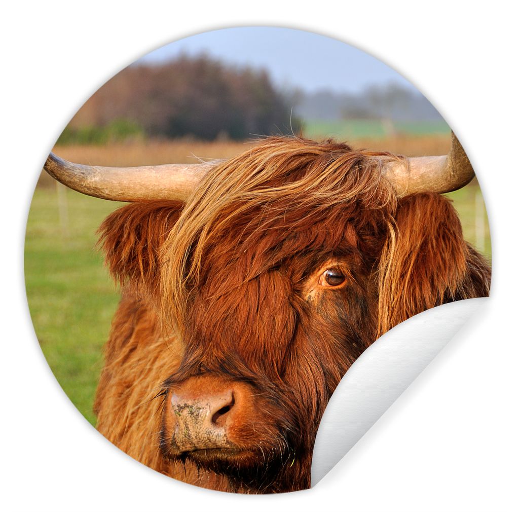 MuchoWow Runde Wandtattoo - Wandsticker Tapete Aufkleber Schottischer Highlander - Gras - Baum Ø 30 cm Selbstklebend und Repositionierbar - Wand...