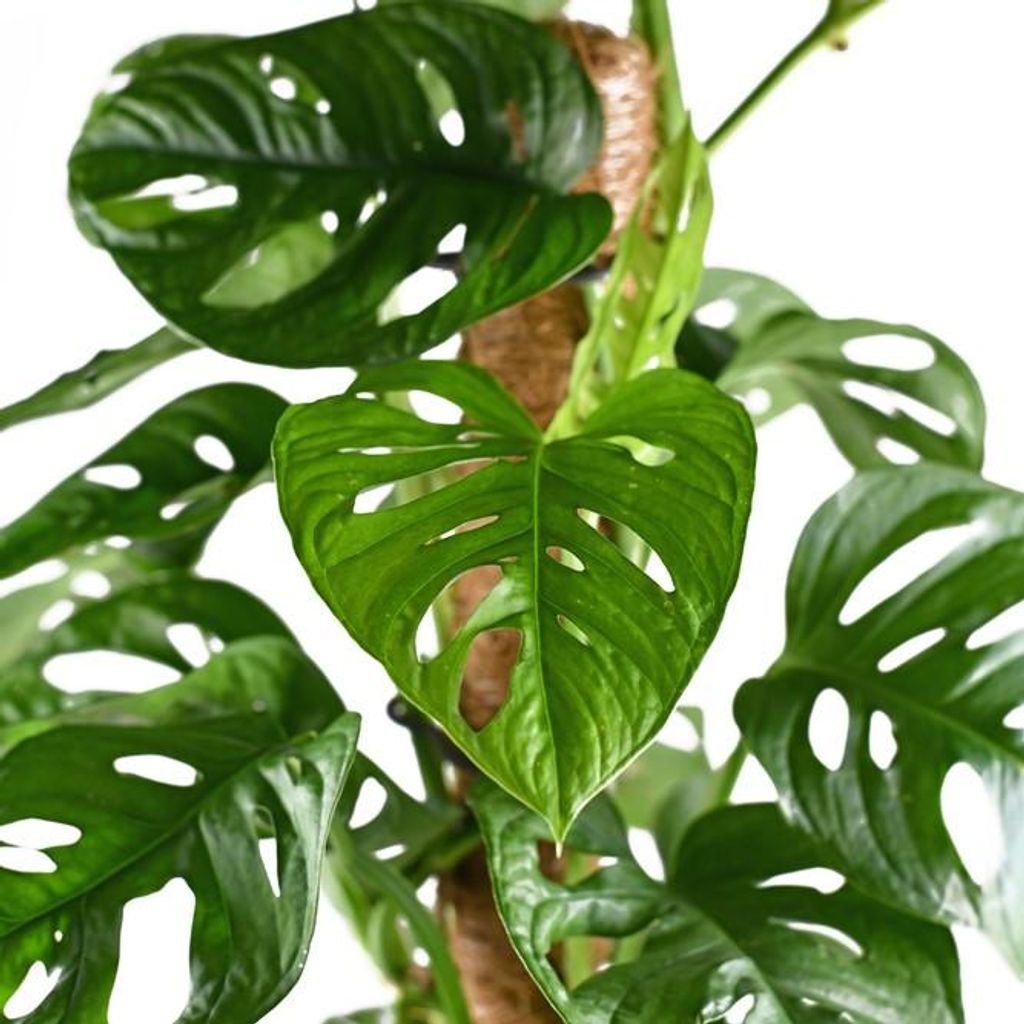Monstera adansonii Moosstab - Monkey Leaf - Fensterblatt -