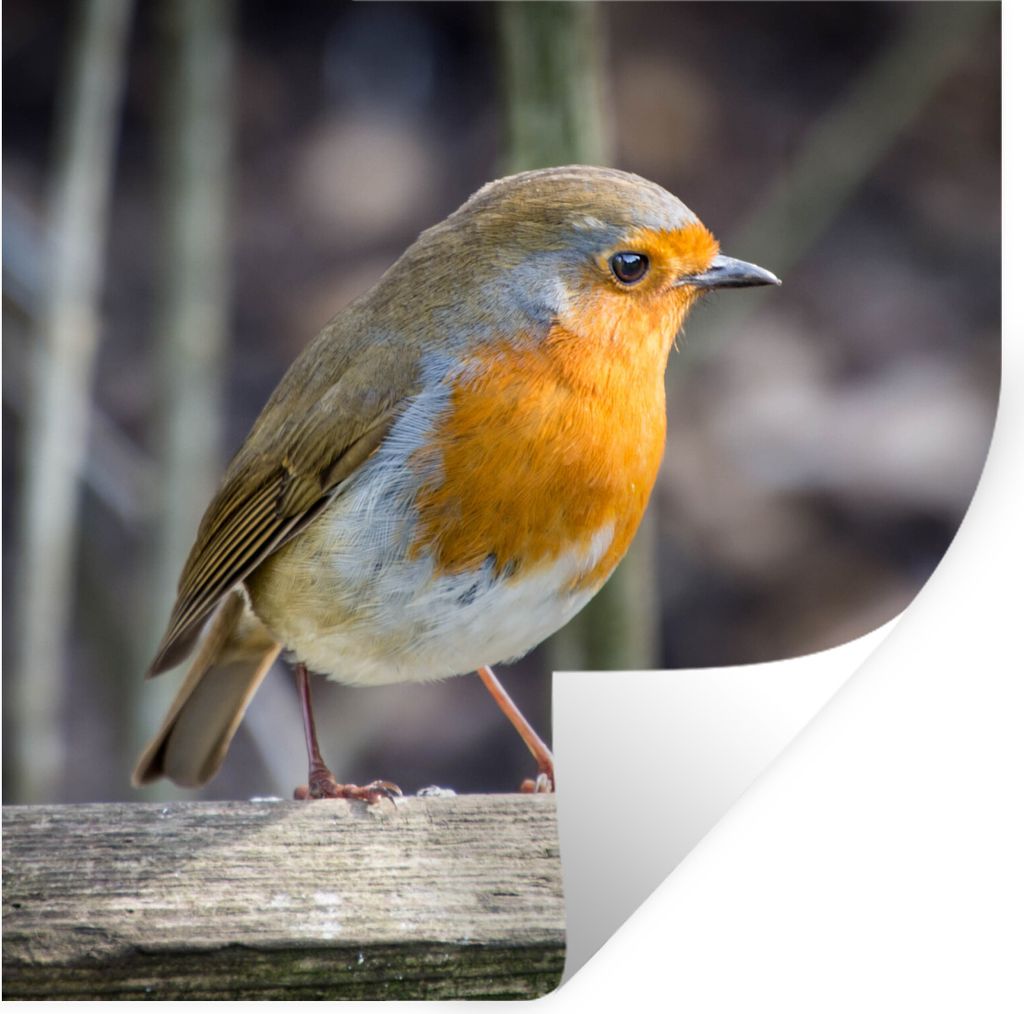 MuchoWow Wandtattoo Wandsticker Wandaufkleber Rotkehlchen - Winter - Holz 80x80 cm Selbstklebend und Repositionierbar - Wierderverwendbar - Selbs...