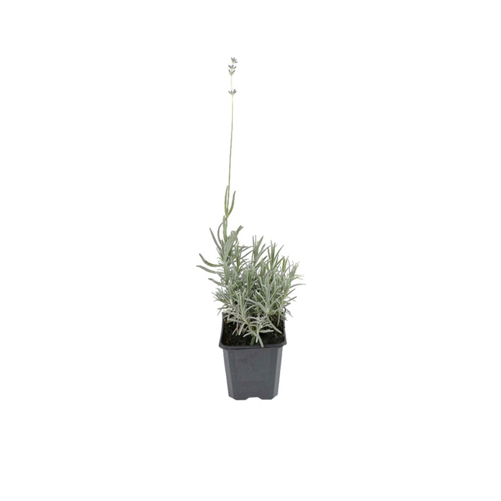 6 x Lavendel - Lavandula angustifolia 'Dwarf Blue' | Topf 9cm x 9cm