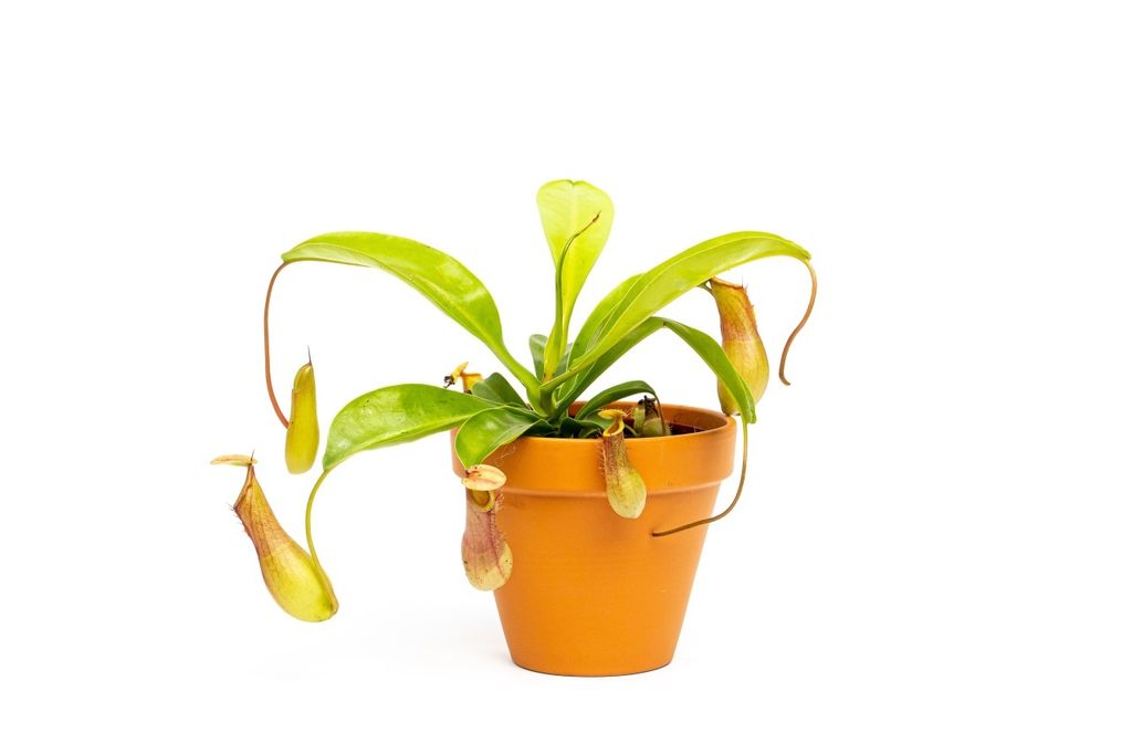 Gardners Nepenthes alata, průměr 12 cm Obrázek produktu 