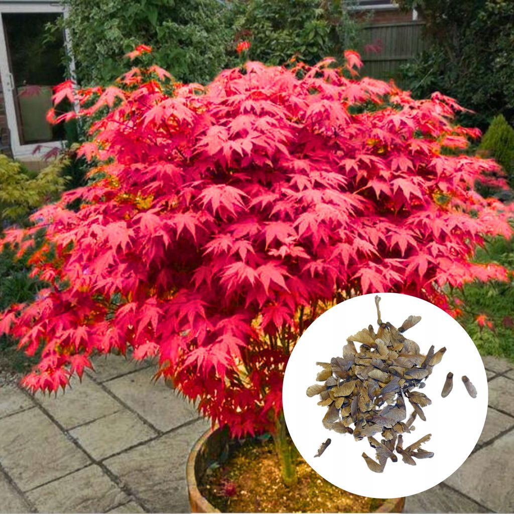 Semena Acer Palmatum - balení 10 ks - Exotická semena - Obrázek produktu 
