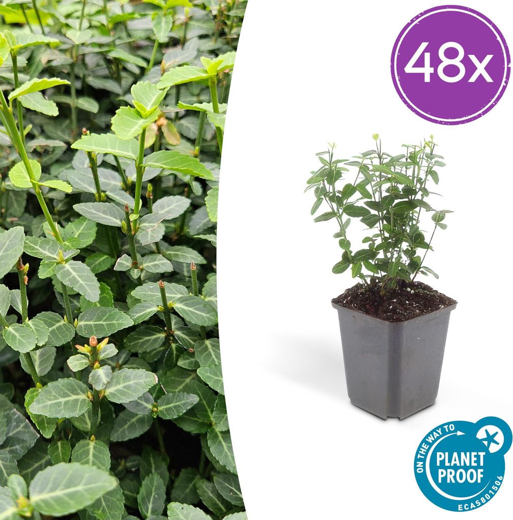 Euonymus fortunei radicans – Bodendecker – 48 Pflanzen – Ø9cm – 10–25cm – Immergrün & winterhart – Für Schatten & Flächenbegr...