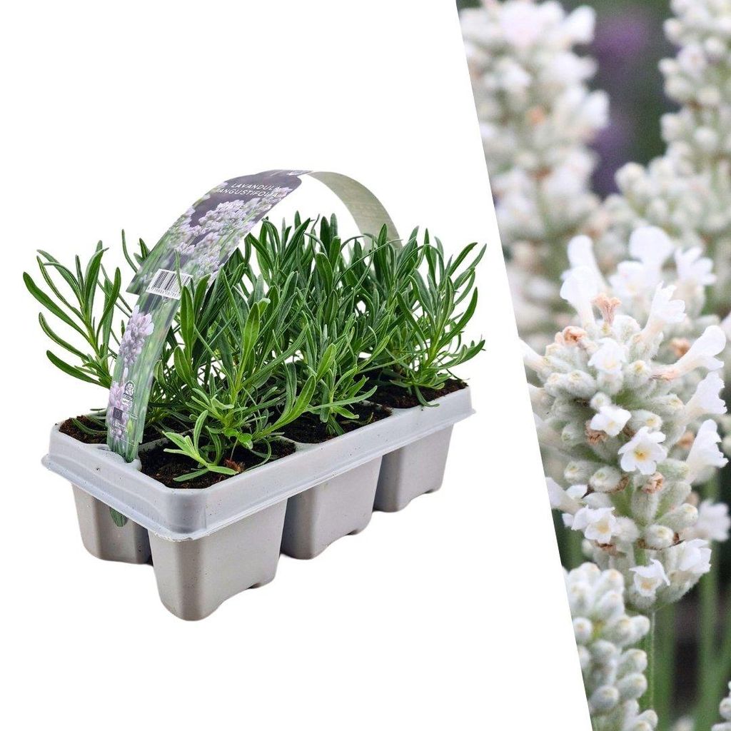 Plants by Frank | 6 Plantes de lavande vraie blanche | Image du produit 