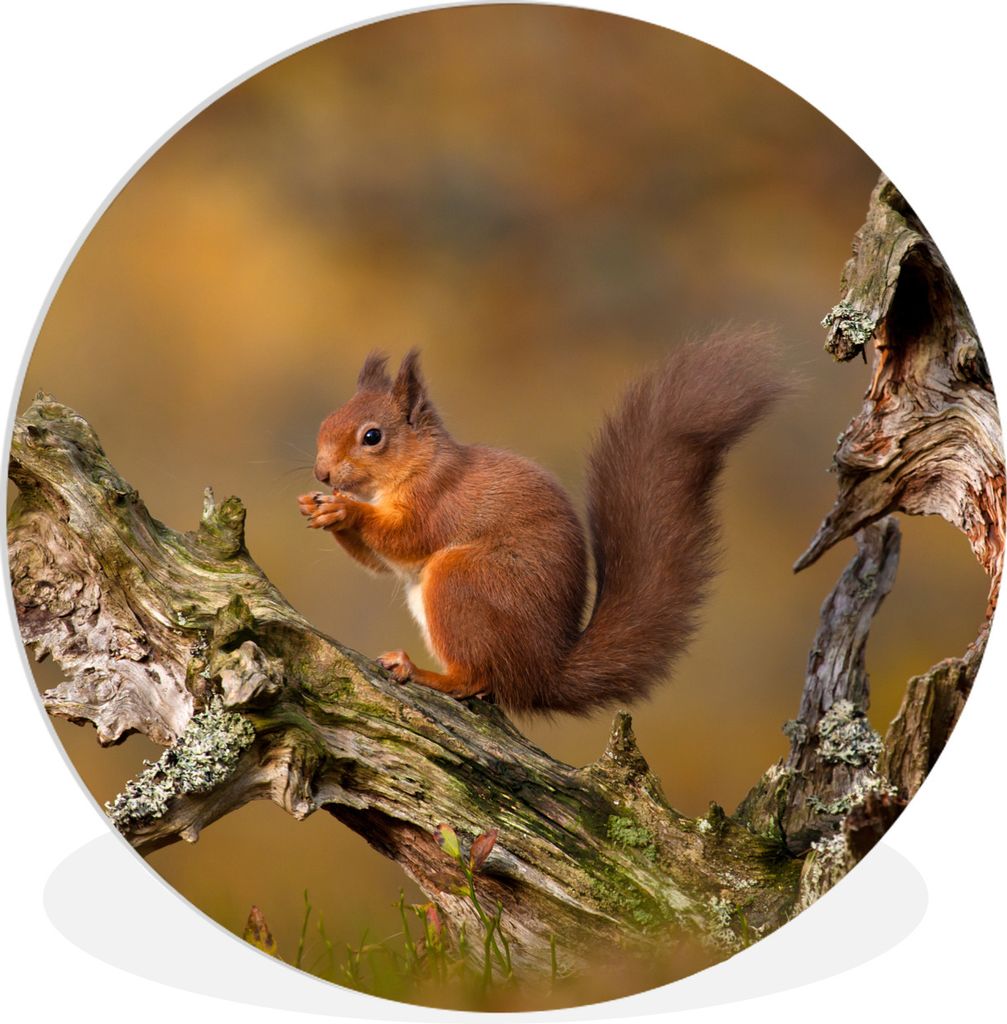 MuchoWow Rundes Wandbild - Runde Bilder Rotes Eichhörnchen im Herbst Ø 90 cm Kreis Wanddekoration Kunststoff - Wandkreis - Wandschmuck - Wand-K...