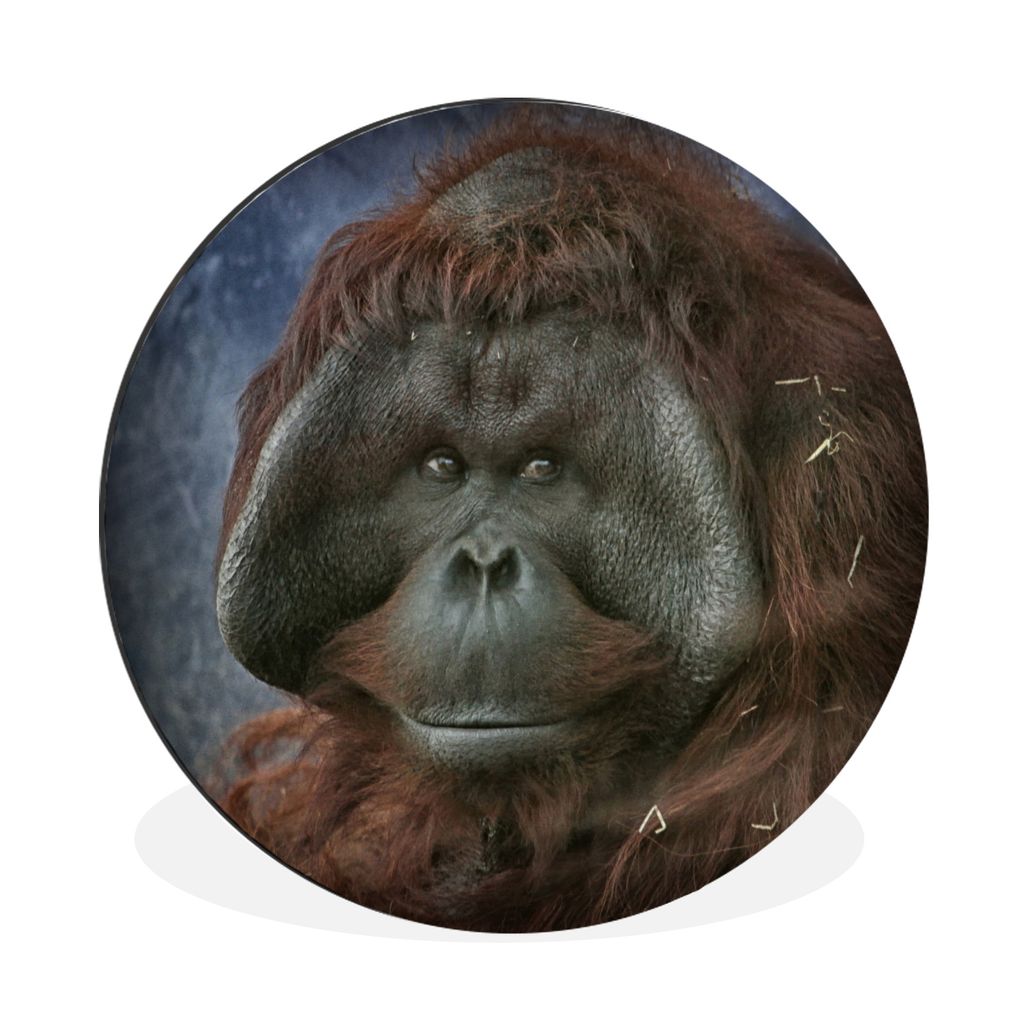 MuchoWow Aluminium Wandkreis Eine Nahaufnahme eines Orang-Utans Ø 90 cm Wanddeko Modern Wohnzimmer - Mauerkreis - Wandbilder - Runde Bild - Bild...