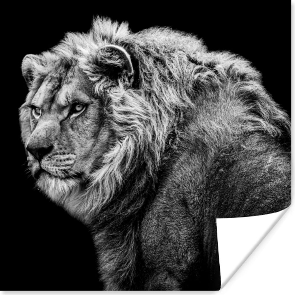 MuchoWow Poster Löwe - Porträt - Wildtiere - Schwarz - Weiß 50x50 cm - Wohnzimmerdekoration