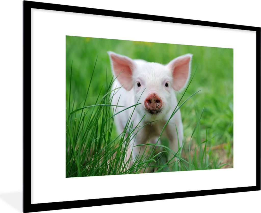 MuchoWow Gerahmtes Poster Schwein - Tiere - Groß 90x60 cm - Poster mit Schwarzem Bilderrahmen Wandposter Rahmen Foto Bilder - Wanddekoration - F...