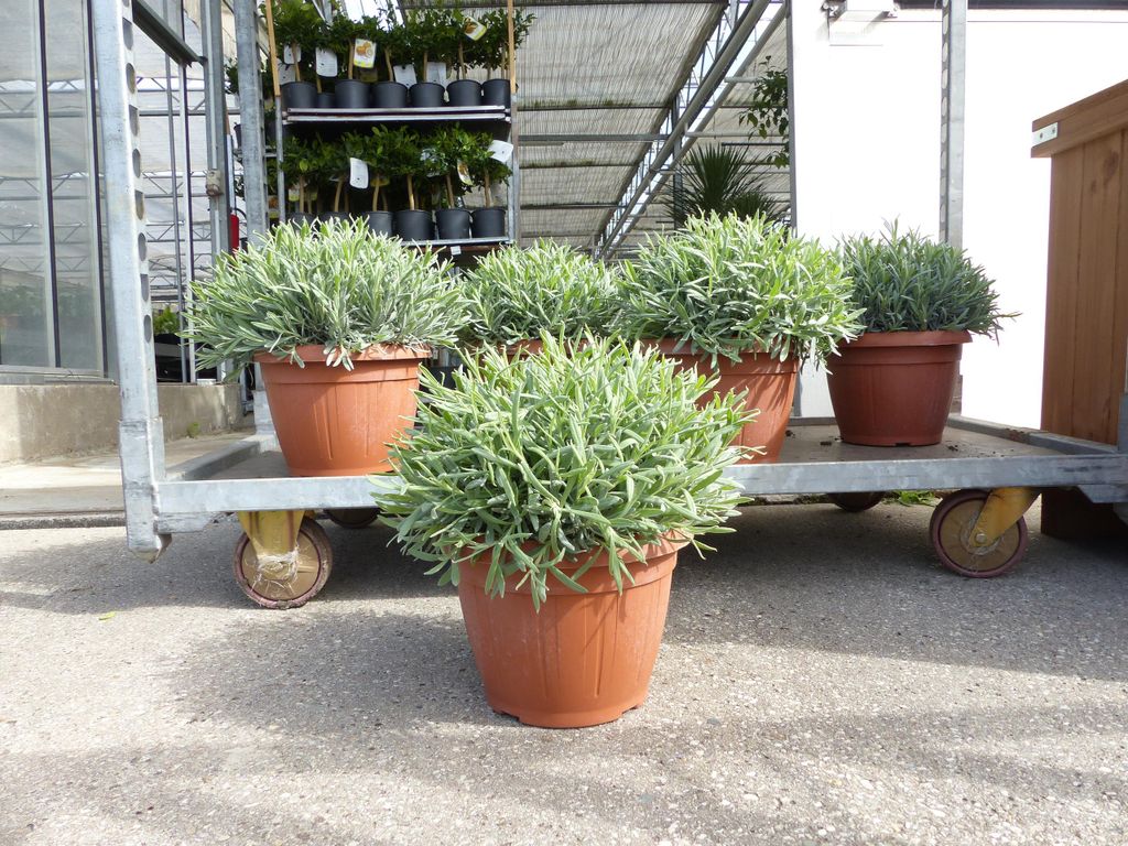 hanfpalme zimmerpflanze Hanfpalme Trachycarpus 60cm Stamm – toskanagartenshop