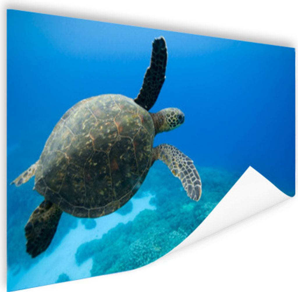MuchoWow Poster Grüne schwimmende Schildkröte Fotodruck 180x120 cm - Fotoplakat