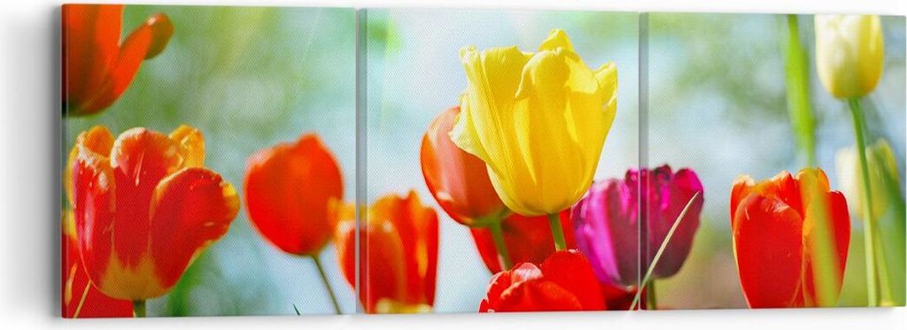 Bild auf Leinwand - Leinwandbild - Tulpe Blume Plantage Wiese - 90x30cm - Wand Bild - Wanddeko - Leinwanddruck - Bilder - Kunstdruck - Wanddekorati...