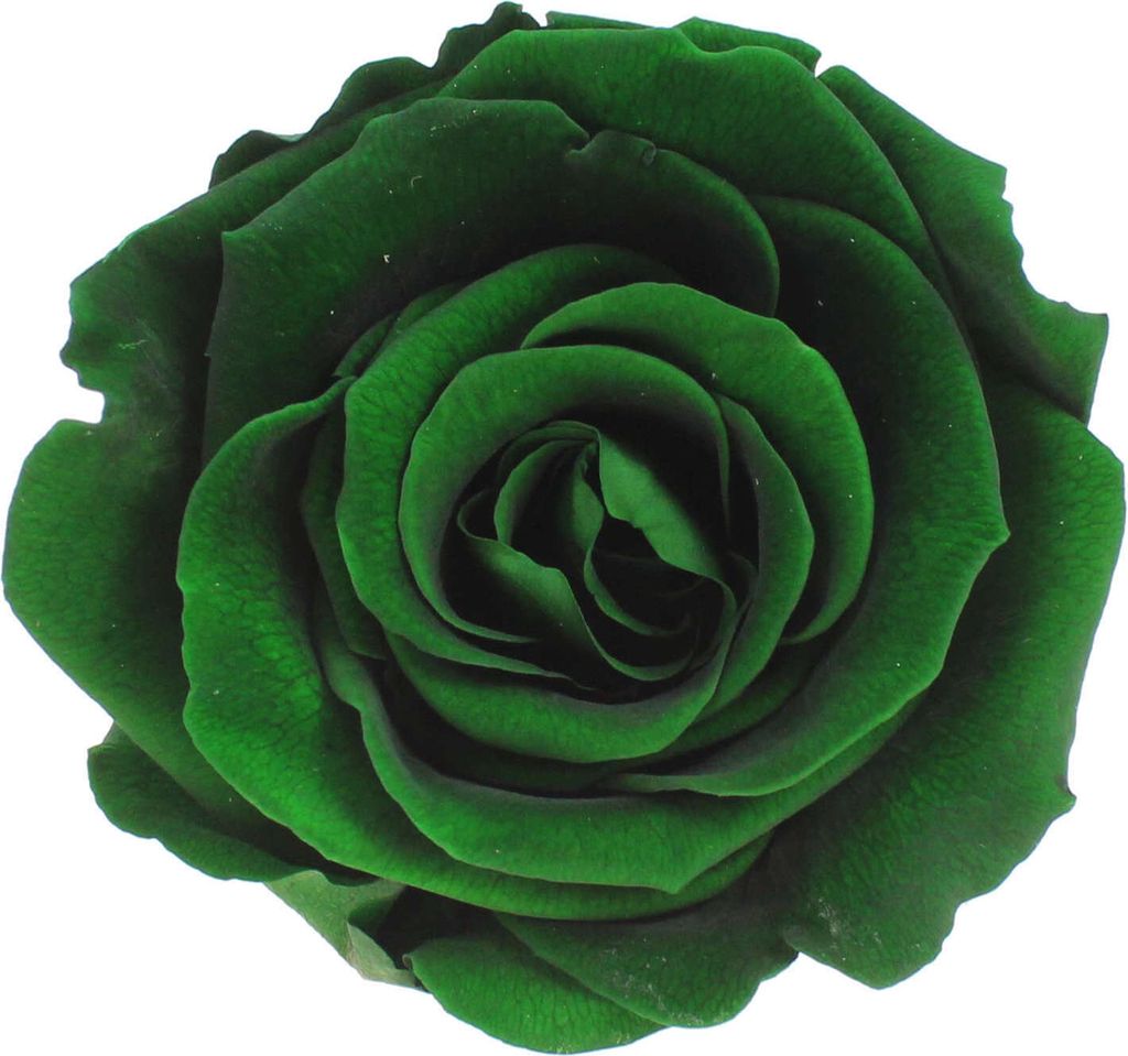Infinity Rose L Ø5cm konserviert stabilisiert haltbar Rosenkopf ewige Rosenblüte 1 St. Dunkelgrün (gre02)