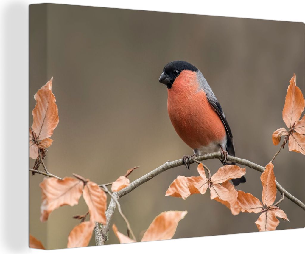 MuchoWow - Leinwandbilder - Vogel - Laub - Herbst - Gimpel -, Wandbild, Wanddeko Bilder Wohnzimmer, 120x80 cm