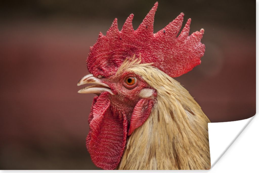 MuchoWow Poster Tiere - Hahn - Rot 90x60 cm - Schlafzimmer