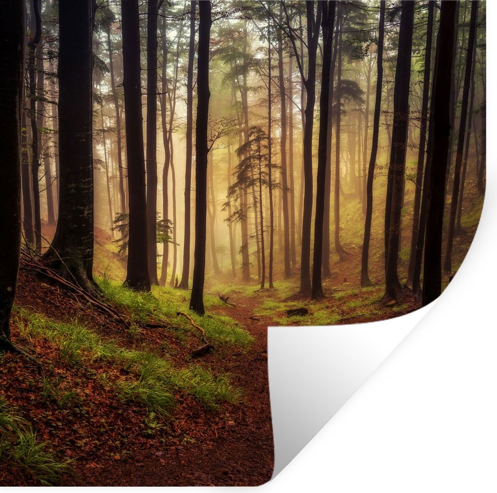 MuchoWow Wandtattoo Wandsticker Wandaufkleber Bäume - Natur - Wald 50x50 cm Selbstklebend und Repositionierbar - Selbstklebend - Fototapeten