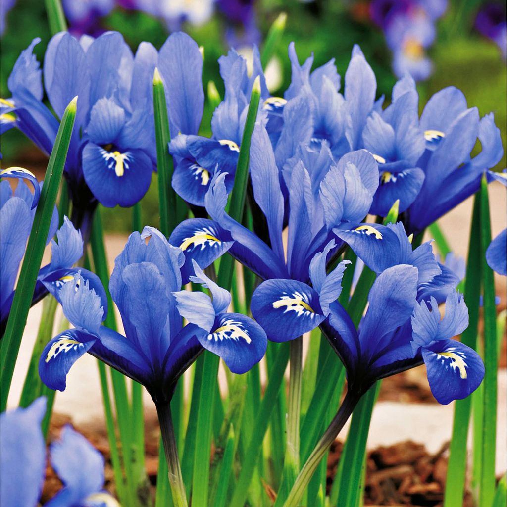Bulbes à fleurs Bulbes fleurs Iris iris réticulé Harmony 10 Image du produit 