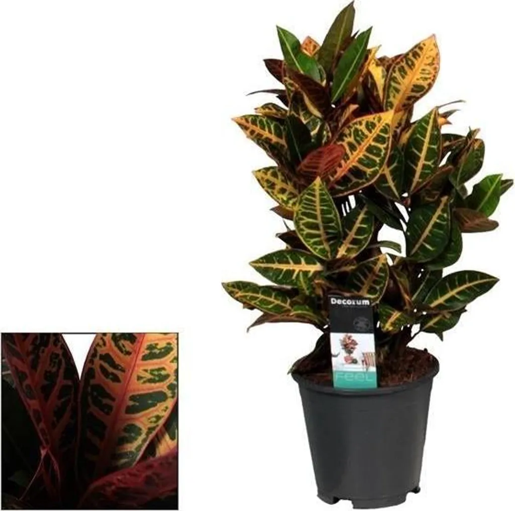 Croton Petra Coloré Plante Miracle 55cm - Entretien Simple et Design