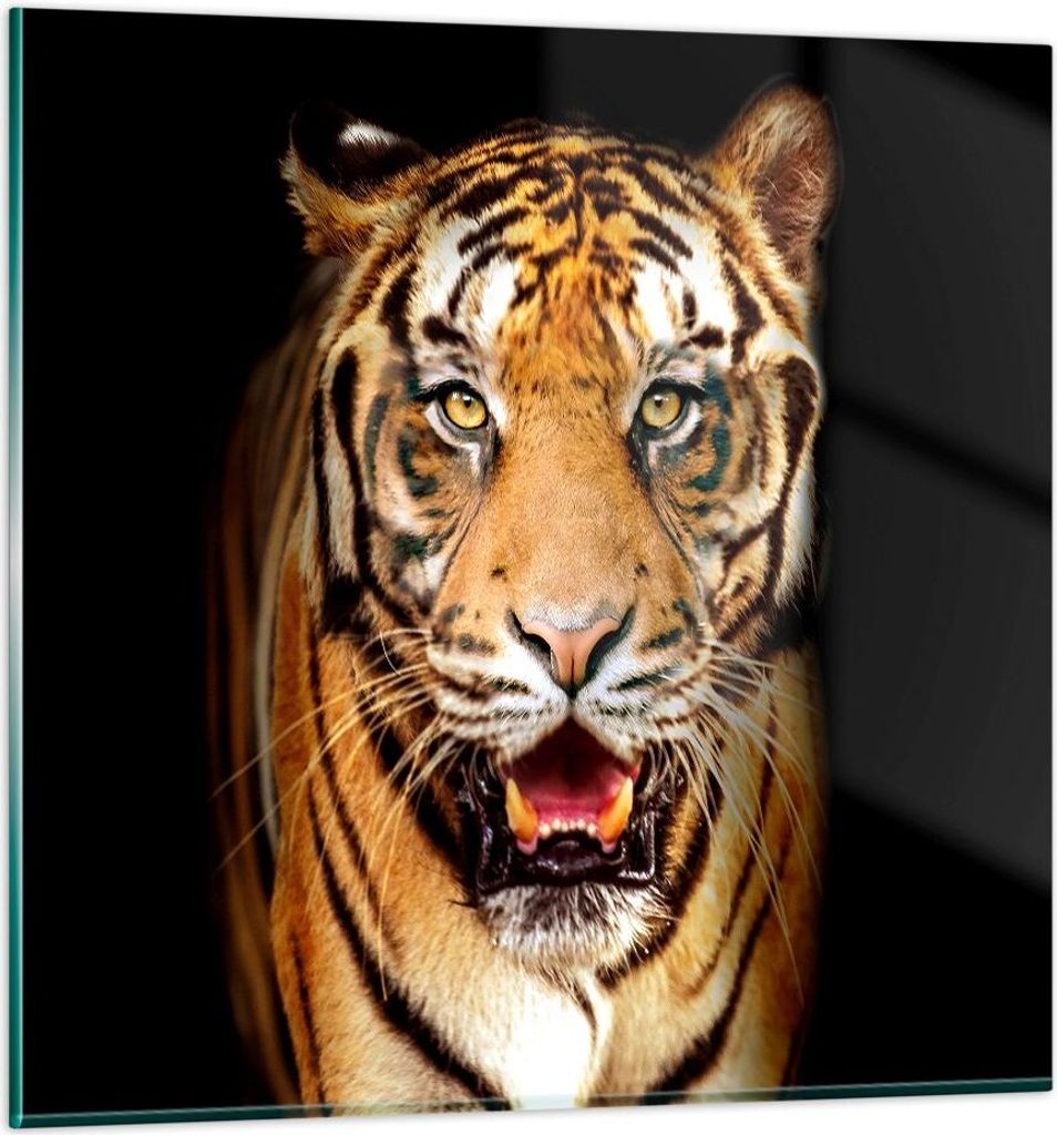Bilder auf glas - tiger tier - 70x70cm - Glasbilder - Wandbilder - Bilder - Kunstdruck - zum Aufhängen bereit - Wanddekoration aus Glas - Glas Bil...