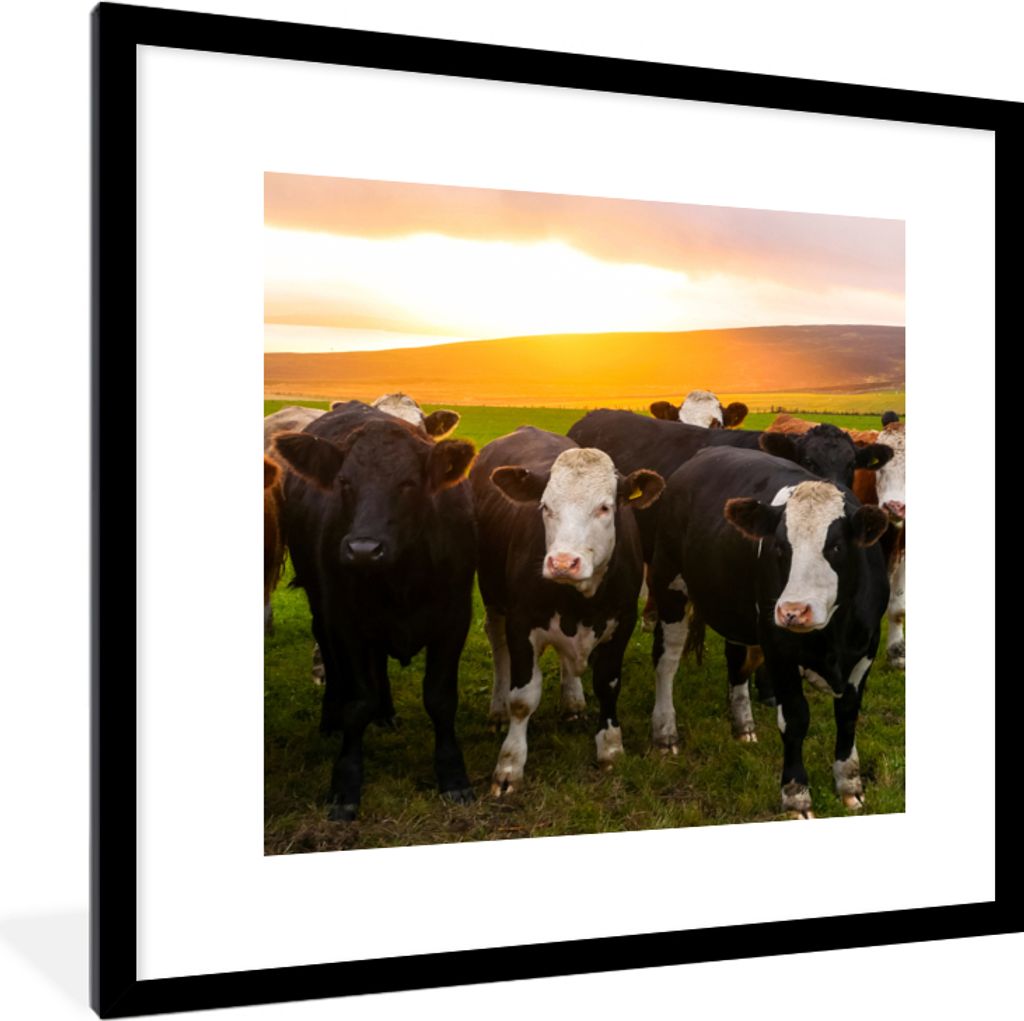 MuchoWow Gerahmtes Poster Kühe - Hügel - Sonnenuntergang - Gras - Grün 40x40 cm - Poster mit Schwarzem Bilderrahmen Wandposter Rahmen Foto Bil...