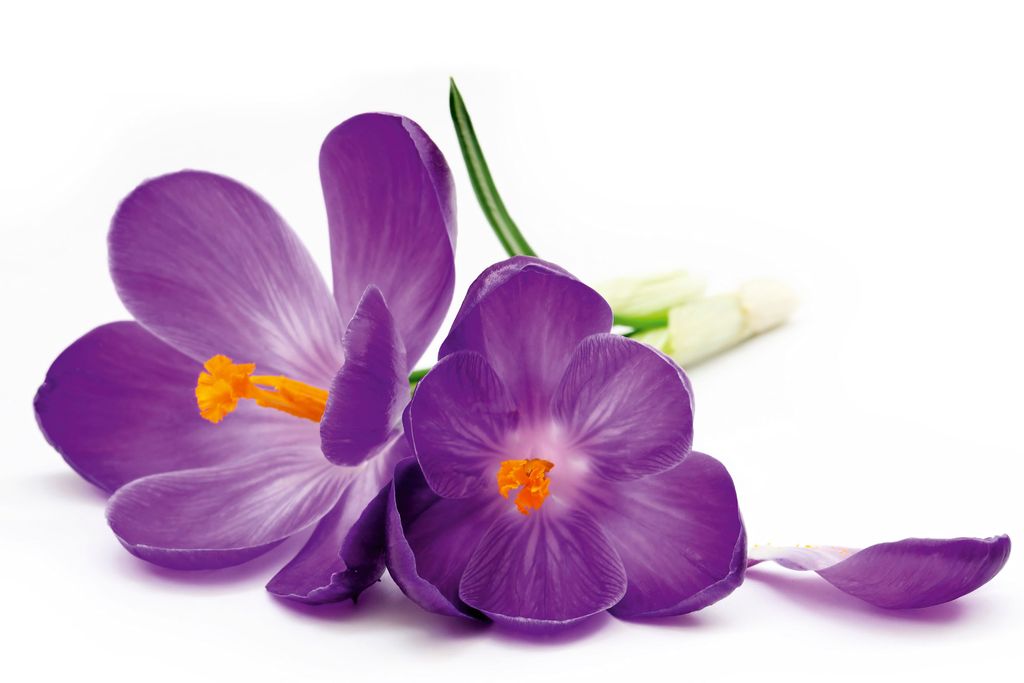 Fototapete - Crocus 375x250cm - Vliestapete
