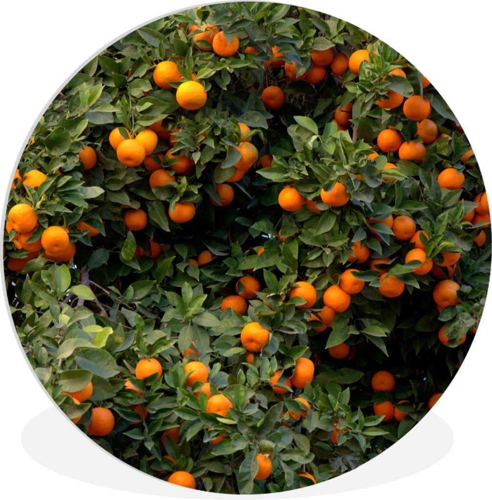 MuchoWow Rundes Wandbild - Runde Bilder Orange - Baum - Frucht Ø 60 cm Kreis Wanddekoration Kunststoff - Wandkreis - Wandschmuck - Wand Kreis - ...