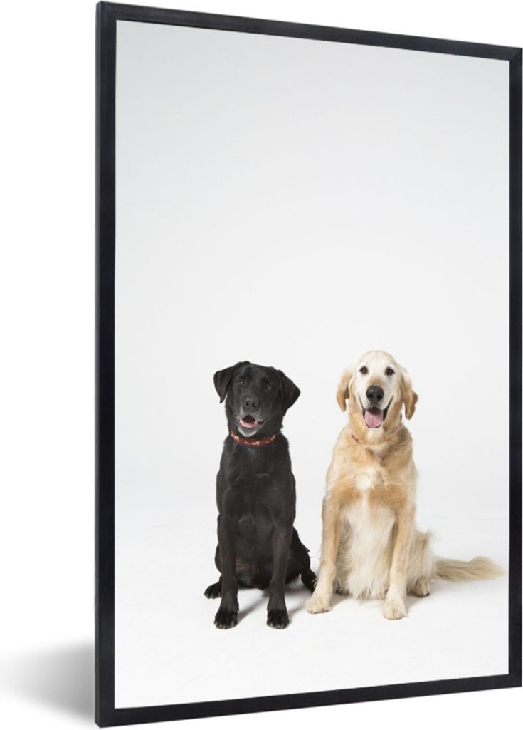MuchoWow Gerahmtes Poster Zwei Labrador Retriever zusammen im Studio 20x30 cm - Poster mit Schwarzem Bilderrahmen Wandposter Rahmen Foto Bilder -...