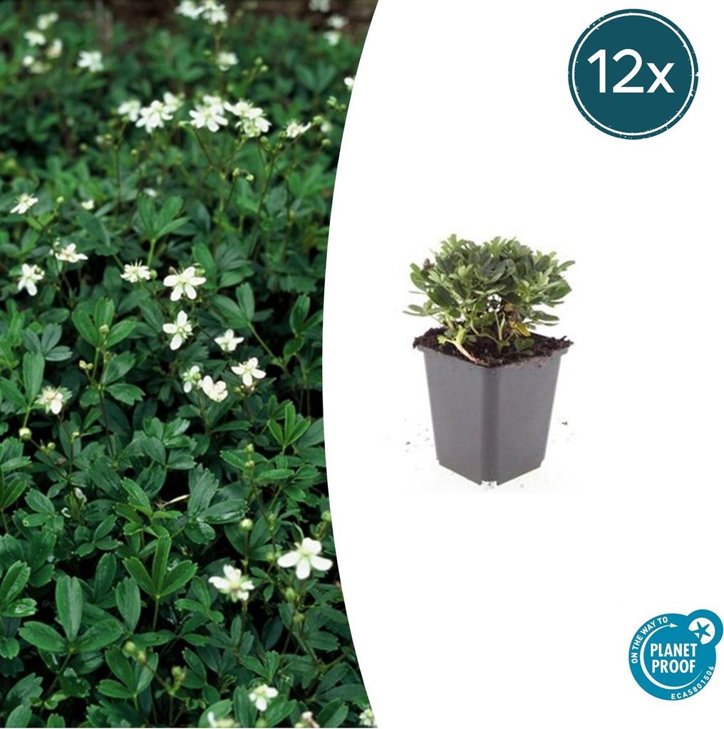 Fingerstrauch Potentilla tridentata 'Nuuk' – 10-25cm – Ø9cm – 12 Pflanzen – Immergrün & Winterhart – Bodendecker für Steingärten