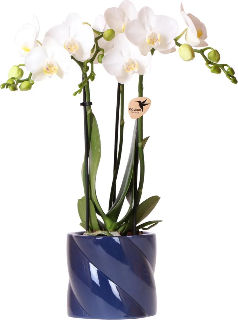 Kolibri Orchids Orchidée Blanche Amabilis en Cache-pot Candy Bleu 9cm