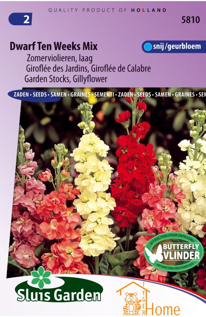 Dwarf Ten Weeks Mix-Samen, niedrig wachsende Sommerveilchen – Dwarf Ten Weeks Mix-Samen, niedrig wachsende Gartenveilchen