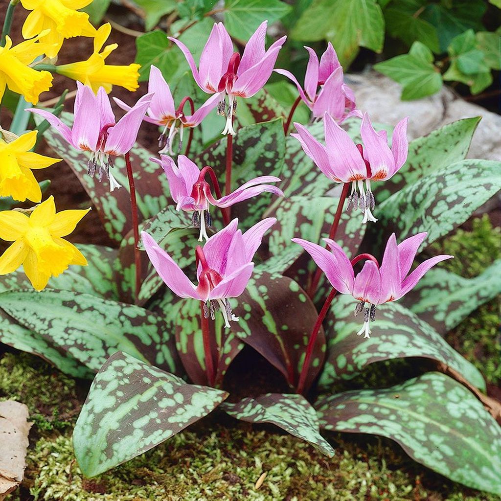 Bulbi di Erythronium Fiori Dogtooth Rose Queen 1 pz. Immagine del prodotto 