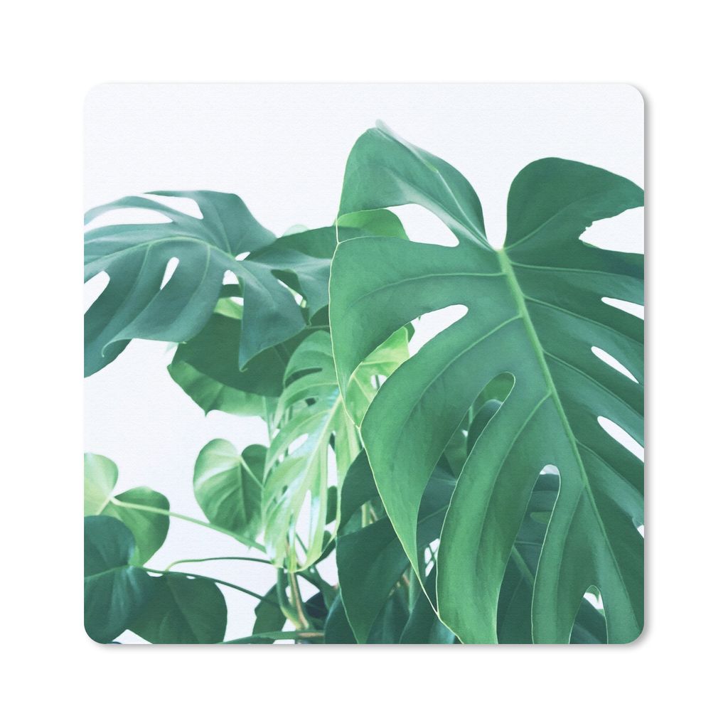 MuchoWow Mauspad Mousepad Enorme botanische Blätter der Lochpflanze auf einem weißen Hintergrund 20x20 cm - Mousepads - Maus Mat - Pad - Mausun...
