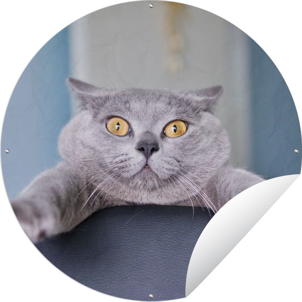 MuchoWow Gartenposter Outdoor-Poster Rund Katze - Angst - Stuhl Ø 120 cm Gartendeko Rundes Poster draußen