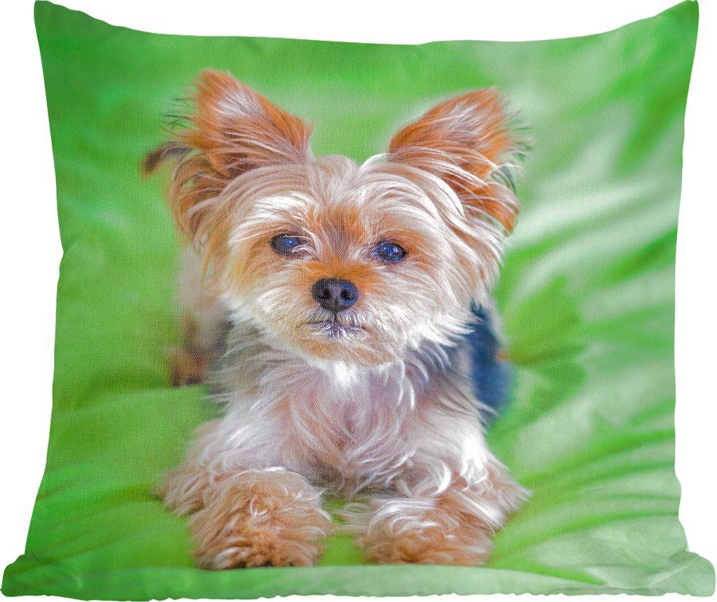 MuchoWow Zierkissen Sofakissen Wohnzimmer Dekokissen 40x40 cm Ein Yorkshire Terrier liegt auf einem grünen Kissen - Foto Kissen - Schlafzimmer D...