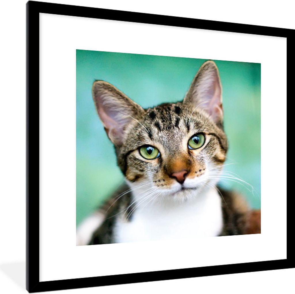 MuchoWow Gerahmtes Poster Katze - Porträt - Augen 40x40 cm - Poster mit Schwarzem Bilderrahmen Wandposter Rahmen Foto Bilder - Poster - Plakat i...