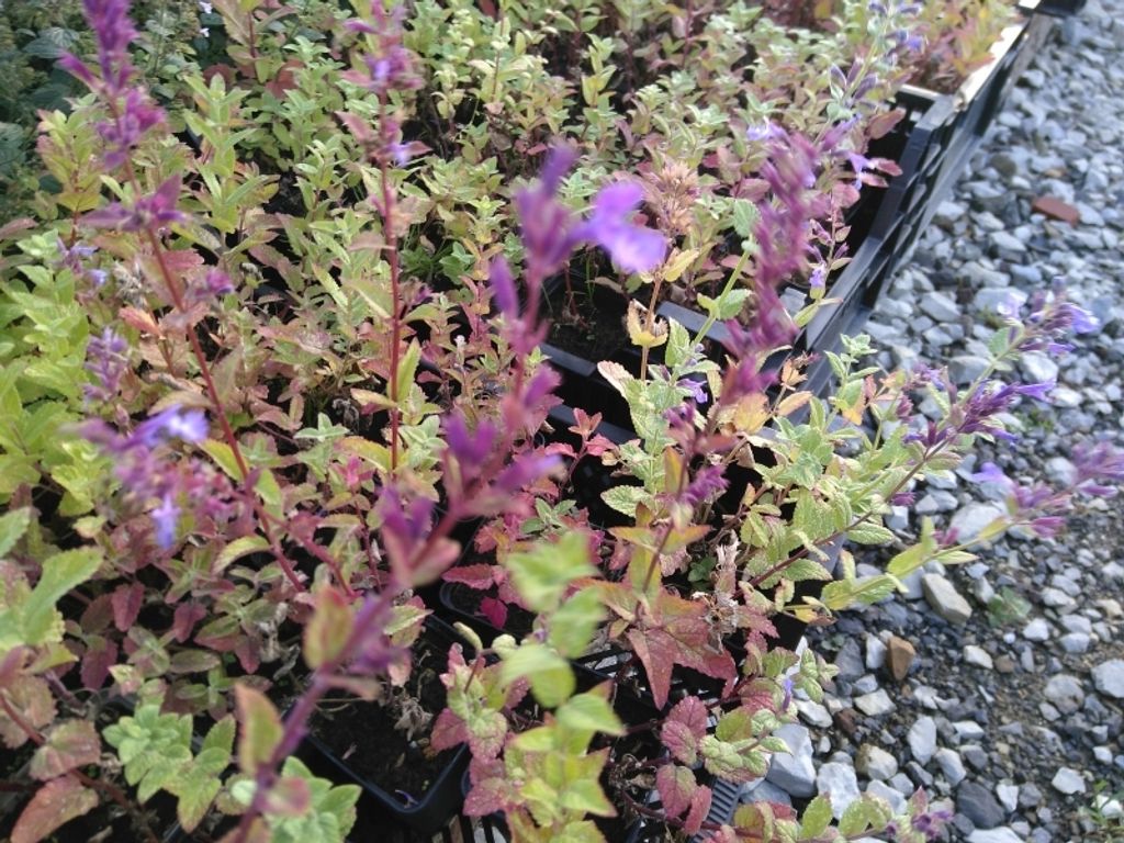 Hohe griechische Katzenminze - anspruchslos, sonnig, trocken, Bienenweide - Co. 2,7 L