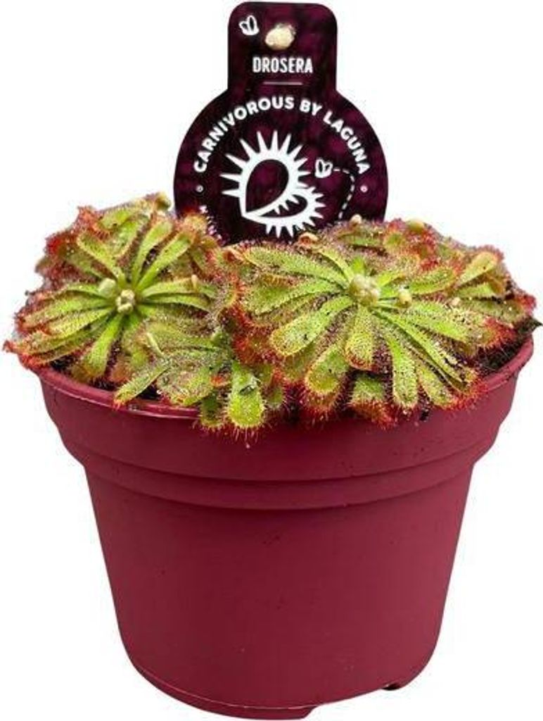 Drosera Aliciae – Sonnentau – Ø12cm – Fleischfressende Pflanze – Zimmerpflanze für Insektenabwehr & Dekoration – Pflegeleicht & faszini...