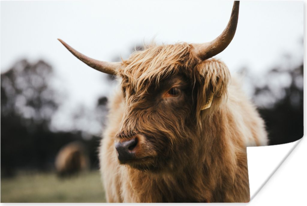 MuchoWow® Poster Schottisches Hochlandrind - Tiere - Hörner Produktbild 
