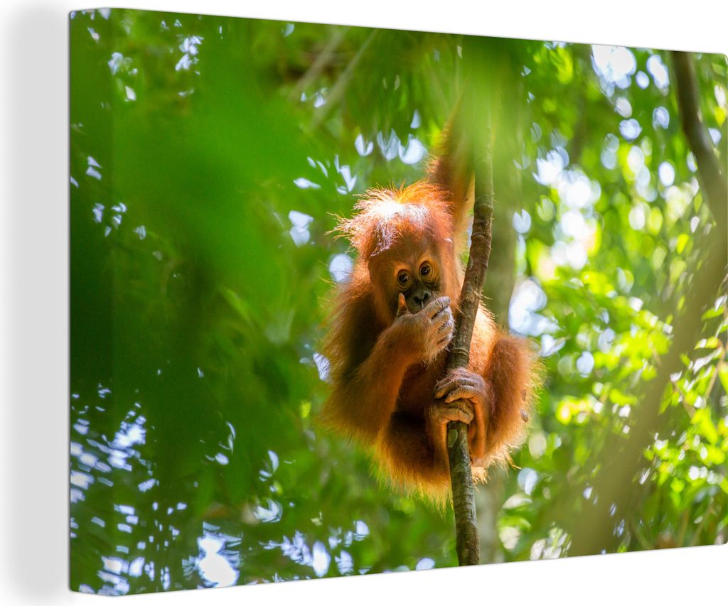 OneMillionCanvasses - Leinwandbilder - 140x90 cm, Ein junger Orang-Utan auf einem Baum, Wandbilder Kunstdruck Wanddekoration - Foto auf Leinwand ...