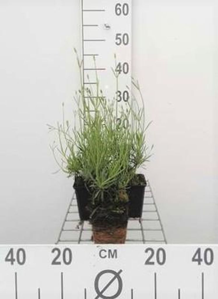 6 x Lavandula int. 'Grosso' - Lavendel - Topf 9 x 9 cm