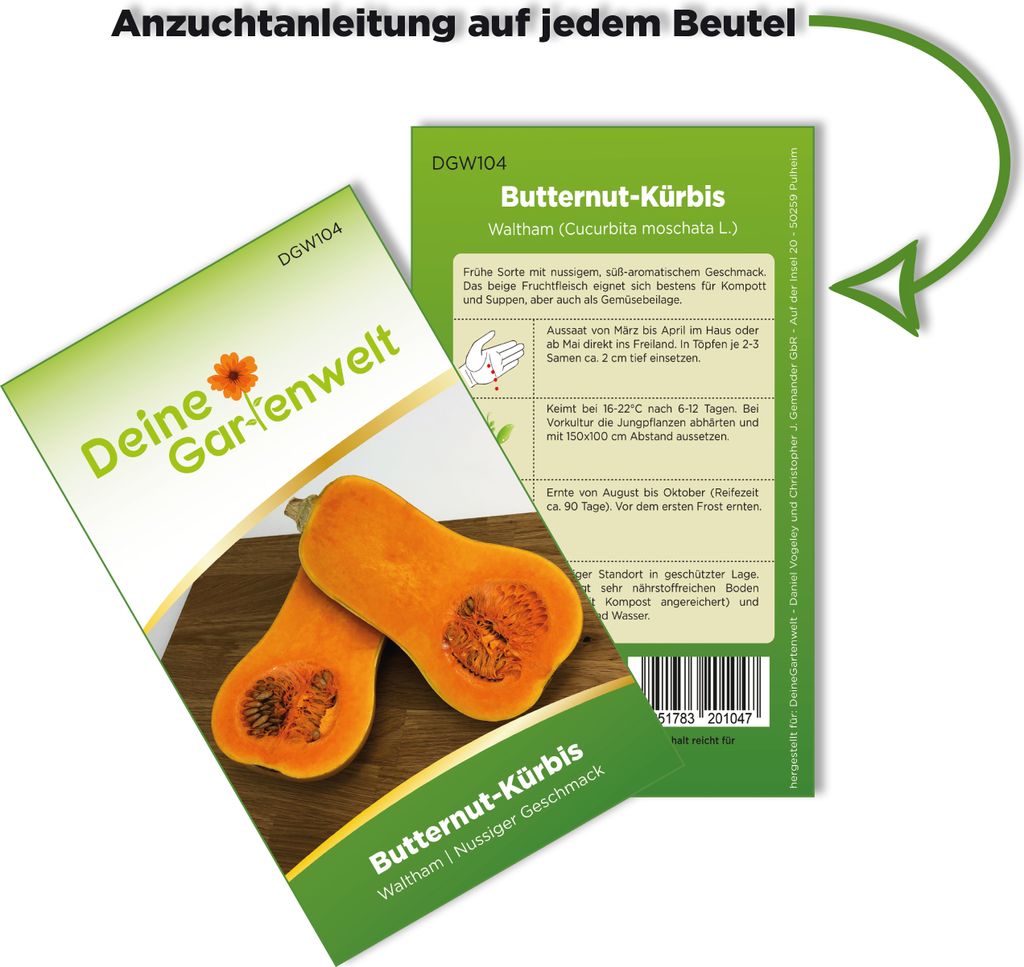 Butternut-Kürbis Waltham Samen - Cucurbita moschata - Produktbild 3