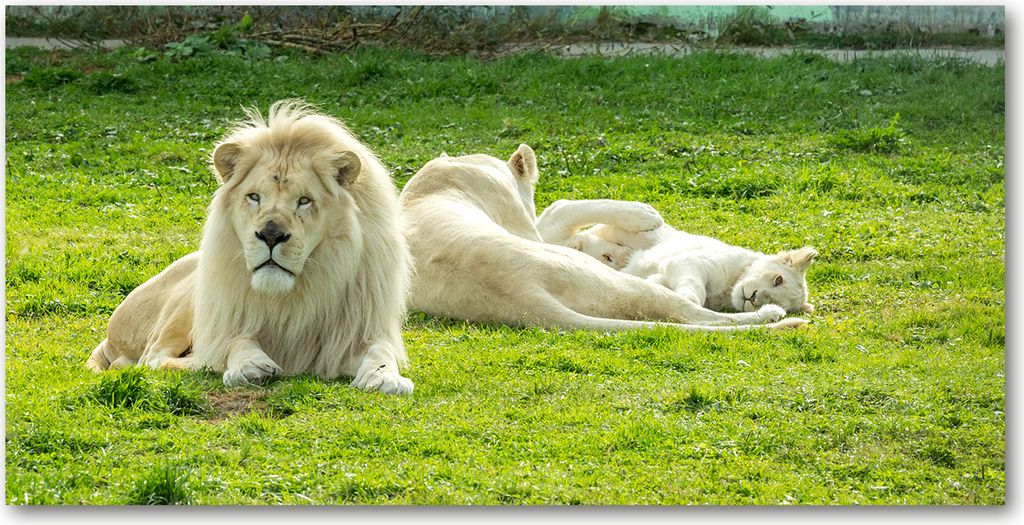 Tulup Glas-Bild - 100x50 -Wandkunst - Wandbild hinter gehärtetem Sicherheitsglas - Tiere - Beige Löwen - Grün