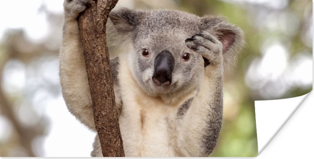 MuchoWow Poster Koala - Äste - Tier - Kinder - Jungen - Mädchen 160x80 cm - Foto Poster