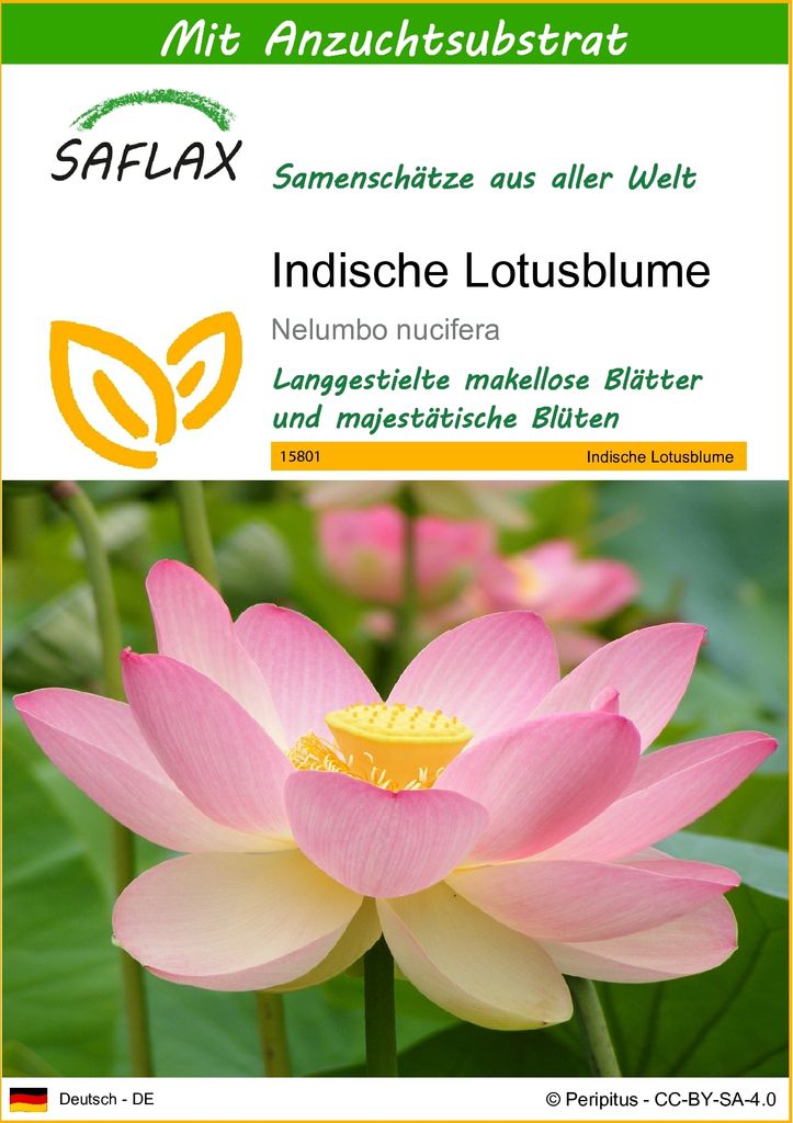 SAFLAX - Wasserpflanzen - Indische Lotusblume - 8 Samen - Produktbild 1
